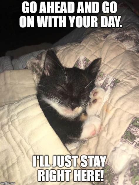 image tagged in kitten nap imgflip