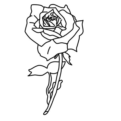 rose bud colouring pages