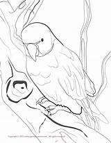 Parakeet Coloring Parrot Necked sketch template