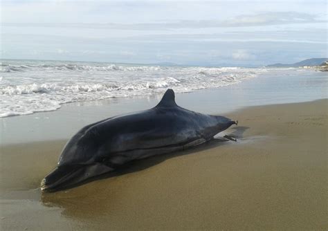 moria di delfini in toscana 40 gli esemplari spiaggiati