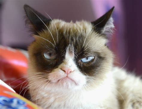 worlds grumpiest cat  funniest grumpy cat memes pics fallinpets