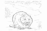 Beavers Nonfiction sketch template