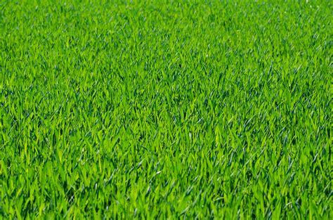 grass textures  lawn background images wwwmyfreetexturescom  textures