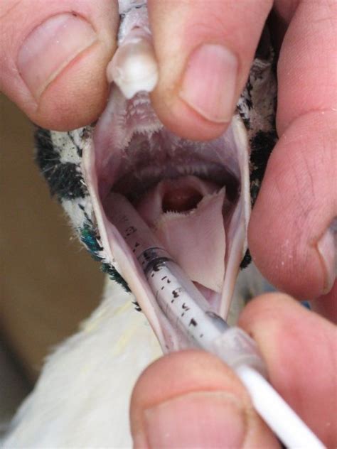 Safely Administering Oral Medications To All Poultry And Waterfowl