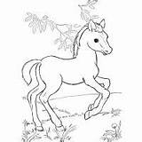 Coloring Palomino Horse Pages Horses Cartoon Print Kids Color sketch template