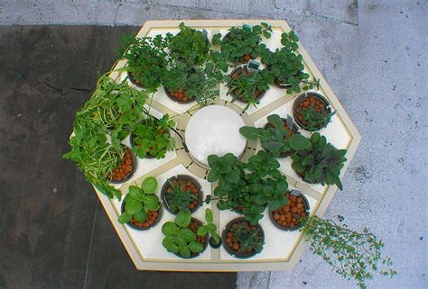 hydroponic herbs easiest  grow