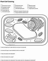 Eukaryotic Cell Model Template sketch template