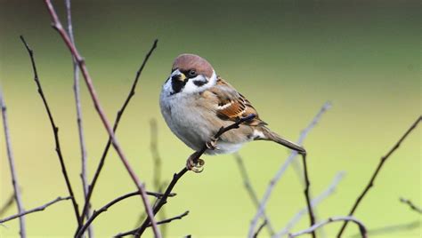 focus photography  sparrow bird  branch tree sparrow hd wallpaper wallpaper flare
