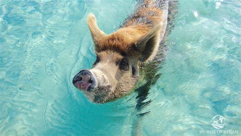 sadly pig beach isnt paradise   swimming pigs