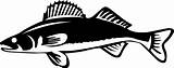 Walleye Clipart Fish Decal Decals Wall Silhouette Outline Fishing Clip Svg Vinyl Stickers Identicards Cliparts Cabin Library Close Boat  sketch template