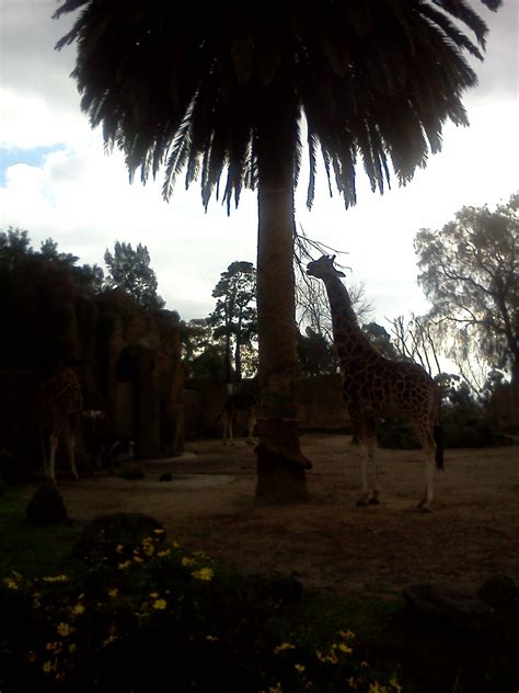 giraffe enclosure melb zoo australia zoo enclosure