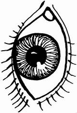 Kleurplaat Lichaam Oog Menselijk Kleurplaten Sheet Augen Clipartmag Ausmalen Eyeball Stemmen sketch template