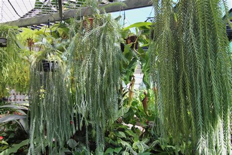 tassel fern huperzia spp plant profile oxley nursery brisbane