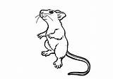 Szczur Kolorowanki Dzieci Ratos Rato Rats Bestcoloringpagesforkids sketch template