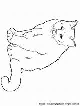 Birman Kleurplaat Kleurplaten Katten Poezen Hunde Uitprinten Downloaden sketch template