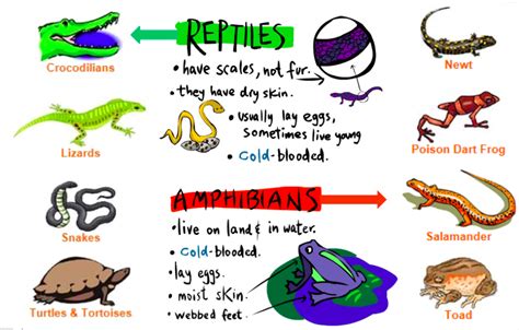 class reptilia  biology classroom