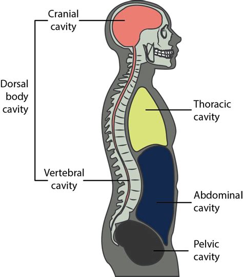 body cavities labeled diagram  anatomy organs defi vrogueco