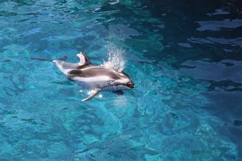 het opduiken van de dolfijn stock afbeelding afbeelding bestaande uit vreedzaam duik