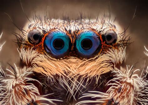 crazy animal eyes rectangular pupils  wild colors  science