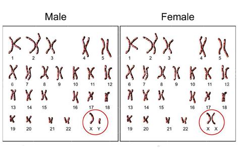 male chromosome why do males need an x chromosome