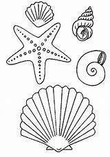 Coloring Starfish Shell Sea Kids Comments sketch template