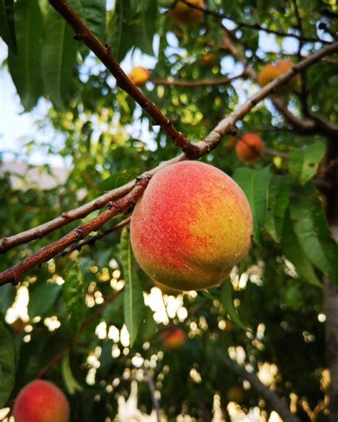 grow peaches  seeds care  plants photo  instructions