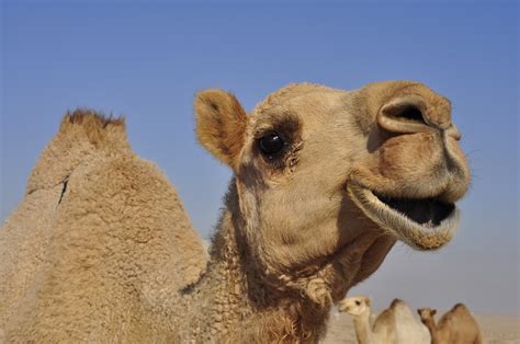 camels  funny faces quotes quotesgram