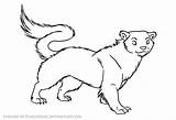 Coloring Weasel Stoat Lineart Animal Deviantart 53kb 411px Getcolorings sketch template