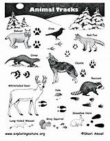 Animal Tracks Identification Track Printable Coloring Pdf Poster Animals Pages Kids Guide Tracking Prints Wildlife Maine Tierspuren Washington Footprints Wild sketch template