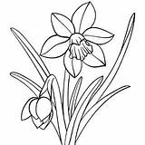 Narcissus Coloring Pages sketch template