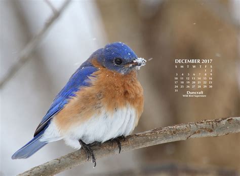 happy december enjoy   bluebird desktop calendar  good