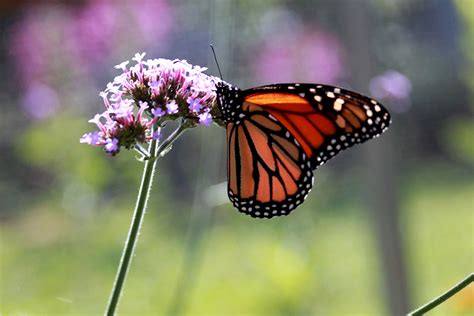 scientists   public   migratory monarch butterflies bounce