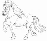Horse Icelandic Lineart Favourites Add sketch template