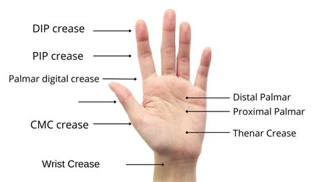 hand creases  hand therapist
