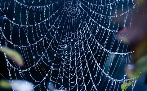 spider web hd wallpapers backgrounds wallpaper abyss