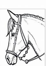 Cavalli Cavallo Adulti Stampare Testa Disegnidacolorareperadulti sketch template