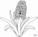 Hyacinth Coloring Gif Printable 1034 1052 Adult Pages Adults Flower Flowers Para Colorear Sheets Print Kids Flor Summer Colouring sketch template