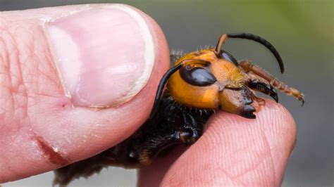 murder hornets nypd beekeeping unit prepares  asian giant hornets