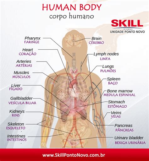 partes  corpo humano em ingles human body organs human body parts
