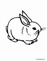 Bunnies sketch template