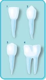 gambar jenis gigi manusia  fungsinya jasa pengetikan cibinong