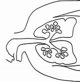 Colorear Lichaam Kleurplaten Menselijk Kleurplaat Corpul Uman Colorat Anatomia Longen Biologia P21 Planse Plantillas Copii Primiiani Lungs Leren Desene Sheet sketch template