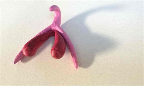 French Schools Use 3d Printed Anatomical Clitoris Models In Sex Ed