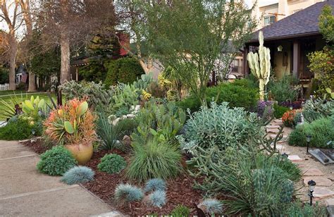 drought tolerant plants   small front yard gardening