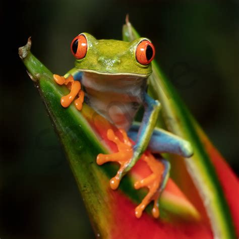 red eyed tree frog  photography art john martell photography