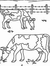 Coloring Eating Grass Farm Ox Animal Two Pages Animals Musk Color Choose Board Getcolorings Kidsplaycolor sketch template