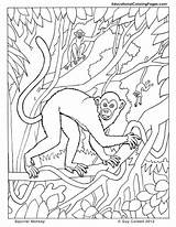 Monkey Coloring Pages Book Orangutan Kids Primates Squirrel Books Printable Animal Jungle Rainforest Two Animals Colouring Comments Color Popular Coloringhome sketch template