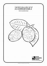 Coloring Kumquat Pages Cool Fruits Print Melon sketch template