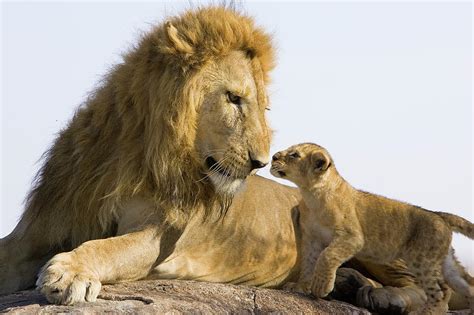 African Lion Panthera Leo Seven Photograph By Suzi Eszterhas
