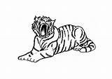 Tigre Tijger Dibujo Malvorlage Tigers Imprimer Sabre Dent Stampare Ausdrucken Kleurplaten sketch template
